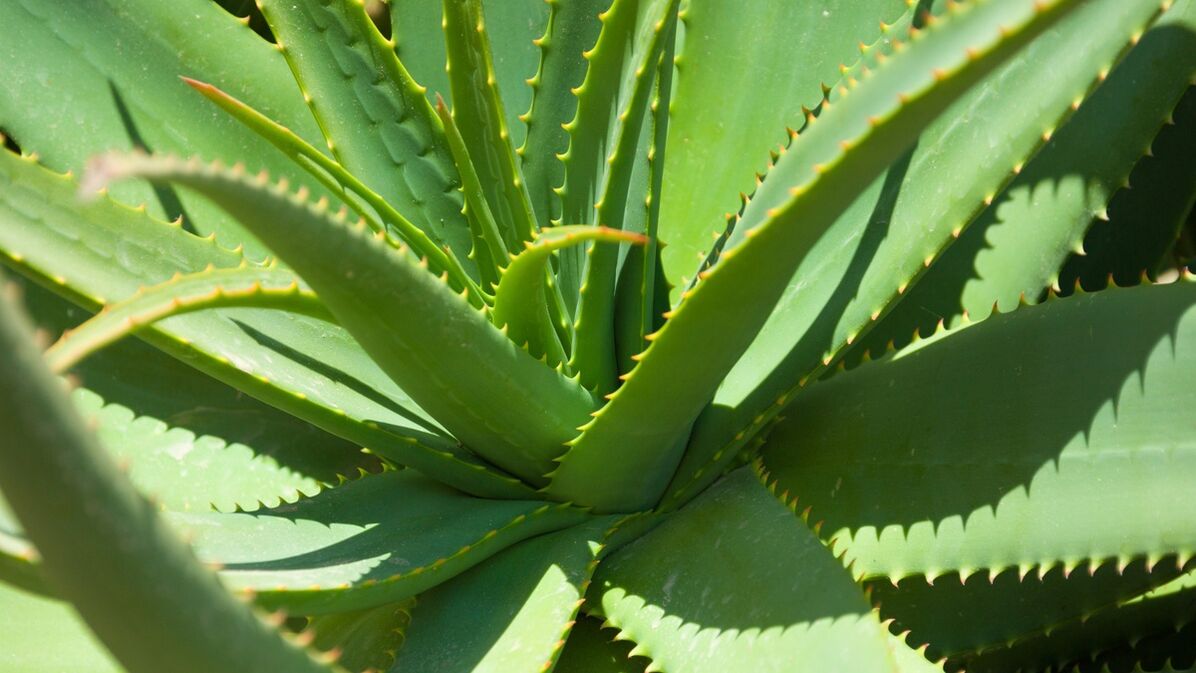 Aloe en Hondrofrost