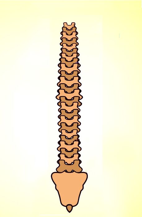Estrutura da columna vertebral